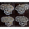 Frame for Lithuanian coins No. 1 - 1991-2014